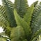 Boston Fern Bush Fern Collection by Ashland®